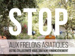 Stop frelons asiatiques