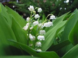 muguet