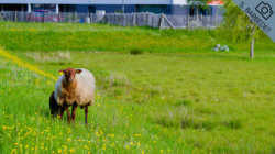Mouton (S.BARBADET)