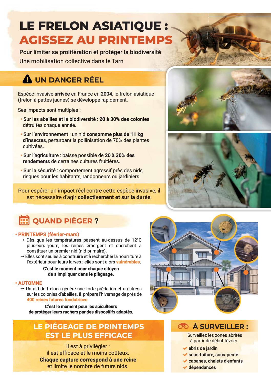 Informations sur le piégeage des Frelons Asiatique
